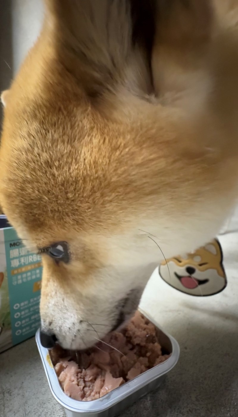 女人知己試用大隊,口碑行銷,部落客行銷,Moegis萌吉 腸道生機專利RBE益生菌,寵物益生菌,專利RBE益生元,專利蔬果酵素,小分子胜肽,藍藻粉,維持免疫力,幫助維持消化道機能,維持正常食慾,改變細菌叢生態,腸胃保健,犬貓適用